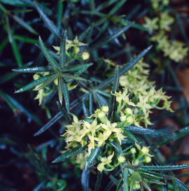 Raspeta ("Rubia peregrina")