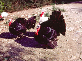 Indiots ("Meleagris gallopavo")