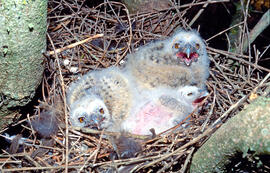 Polls de mussol ("Otus scops")