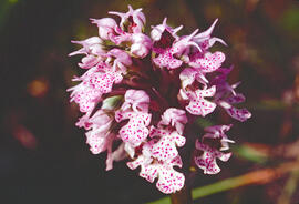 Orquídia ("Neotinea tridentata")