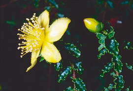 Herba de Sant Joan ("Hypericum perforatum")