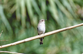 Picamosques ("Muscicapa striata")