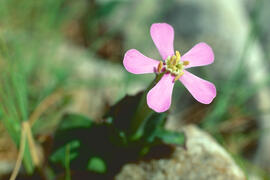 "Silene gallica"