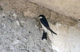Oreneta ("Delichon urbicum")