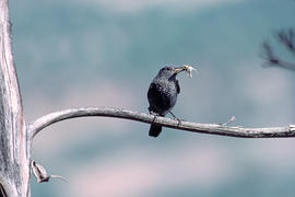 Pàssera ("Monticola solitarius")