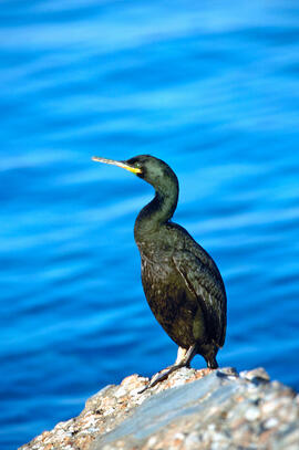 Corb marí ("Phalacrocorax aristotelis")