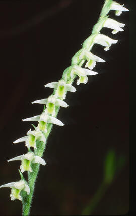 Orquídia de tardor ("Spiranthes spiralis")