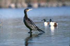 Corpatassa ("Phalacrocorax carbo")