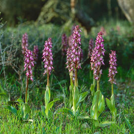 Mosques grosses ("Himantoglossum robertianum")
