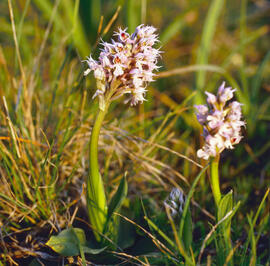 Orquídia ("Neotinea tridentata")