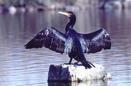 Corpatassa ("Phalacrocorax carbo")