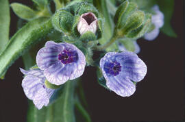 Llapassera ("Cynoglossum creticum")