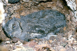 Mussol jove ("Otus scops")