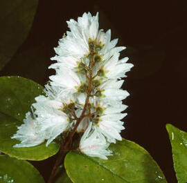 "Deutzia gracilis"