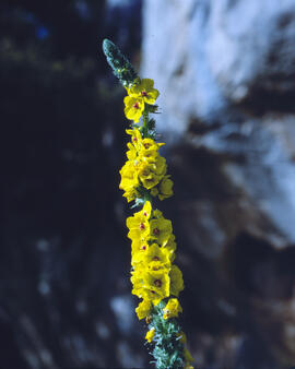 Fulla borruda ("Verbascum thapsus L.")