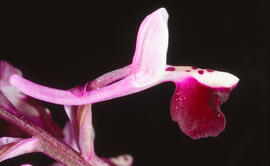 Orquídia ("Orchis mascula")
