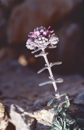 Farigola ("Teucrium capitatum")