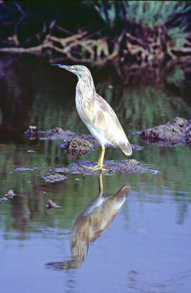 Toret ("Ardeola ralloides")