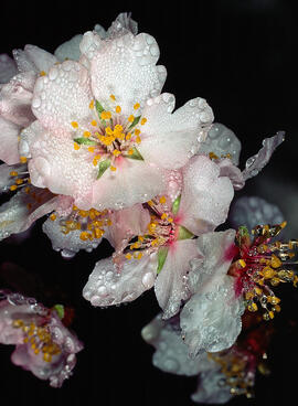 Ametller ("Prunus dulcis")
