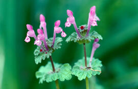 Floruví ("Lamium amplexicaule L.")