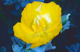 Carxofera de prat ("Glaucium flavum")