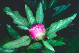Peònia ("Paeonia mascula")