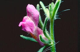 Gossets ("Misopates orontium")