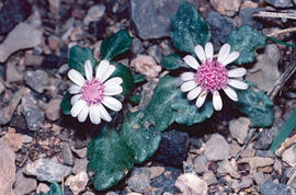 Camamil·la de la mar ("Senecio varicosus")