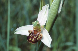Orquídia abella ("Ophrys apifera")