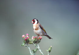 Cadernera ("Carduelis carduelis")