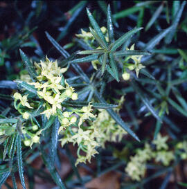 Raspeta ("Rubia peregrina")