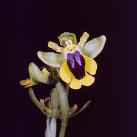 Abellera groga ("Ophrys lutea")