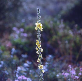 Fulla borruda ("Verbascum thapsus")