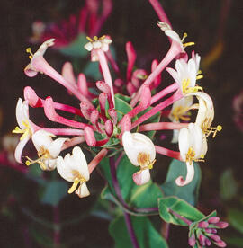 Gavarrera ("Lonicera implexa")