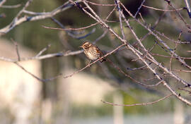 Tord ala-roig ("Turdus iliacus")