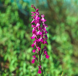 Orquídia ("Orchis palustris")