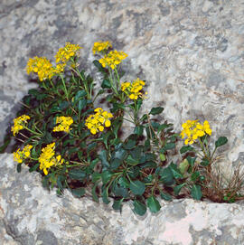 Col borda ("Brassica balearica")