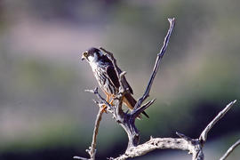 Falcó ("Falco peregrinus")