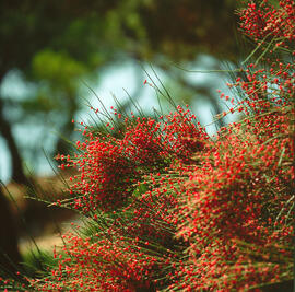 Èfedra ("Ephedra distachya")