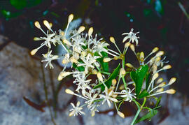 Arítjol ("Smilax aspera")