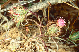 Enreixada ("Atractylis cancellata")