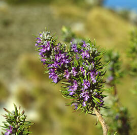 Romaní ("Salvia rosmarinus")