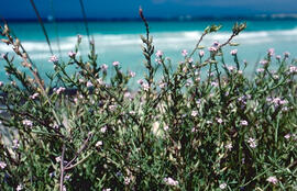 Rave de mar ("Cakile maritima")