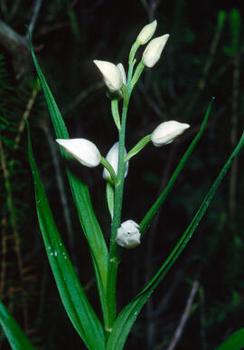 Curraià blanc ("Cephalanthera longifolia")