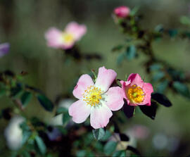 Roser silvestre ("Rosa canina L.")