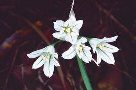 Vitrac ("Allium triquetrum")