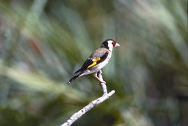 Cadernera ("Carduelis carduelis")