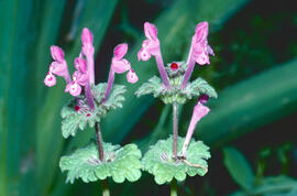 Floruví ("Lamium amplexicaule L.")