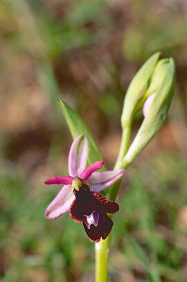Orquídia ("Ophrys balearica")