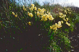 Assa groga ("Narcissus tazetta")